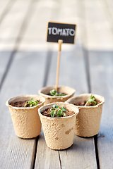 Image showing tomato seedlings in pots with name tags