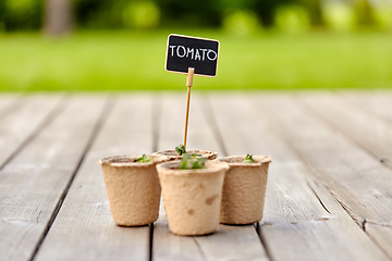 Image showing tomato seedlings in pots with name tags