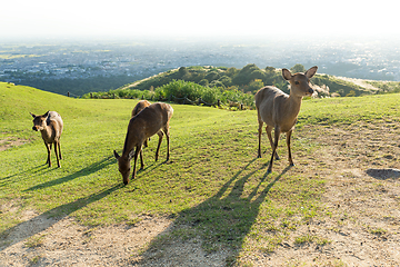 Image showing Stag Deer in Nara