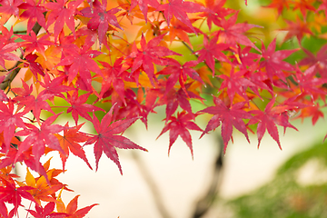 Image showing Red maple tree