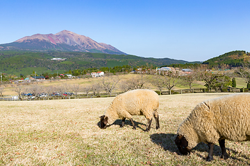 Image showing Sheep pasture with mount Kirishima