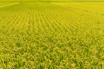 Image showing Paddy rice in field