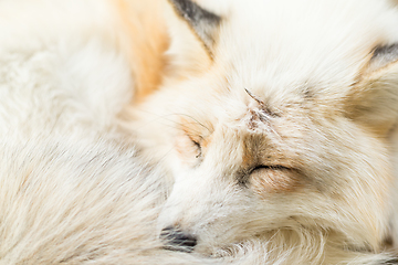 Image showing Fox sleeping