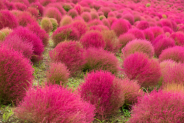 Image showing Kochia flowers in autumn