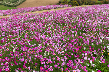 Image showing Cosmos flower field