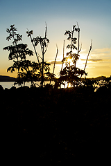 Image showing Silhouette Girl