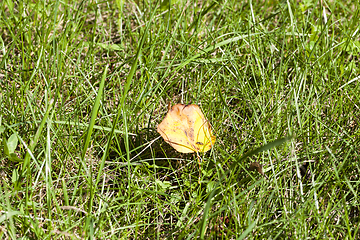 Image showing one yellow leaf