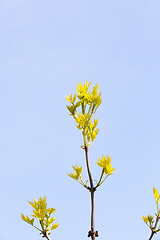 Image showing top of maple