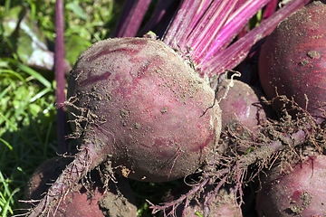 Image showing red beet