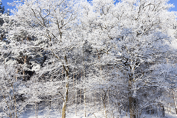 Image showing deciduous trees