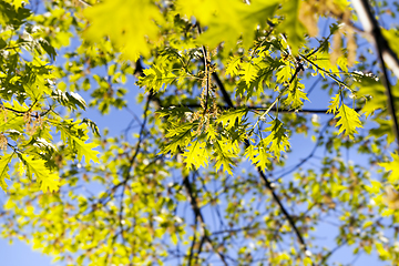 Image showing foliage of oak