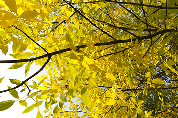 Image showing autumn foliage