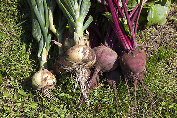 Image showing beet and onions