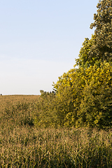 Image showing yellowed tree and corn