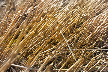 Image showing wheat stubble