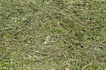 Image showing green grass