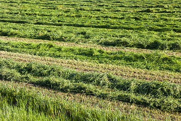 Image showing fresh mown grass