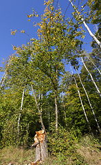 Image showing mixed deciduous forest