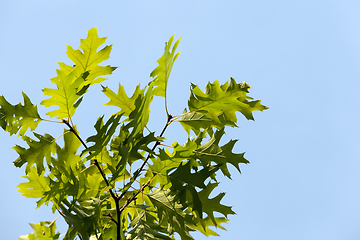 Image showing green foliage