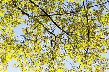 Image showing long oak branches