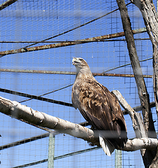 Image showing one eagle