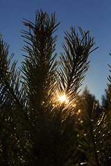 Image showing pine needles