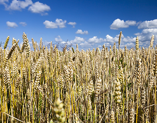 Image showing golden wheat