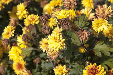 Image showing yellow flowers