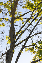 Image showing trunk of maple