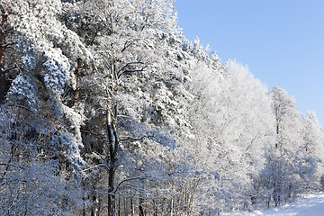 Image showing frosty branches