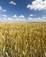 Image showing wheat field