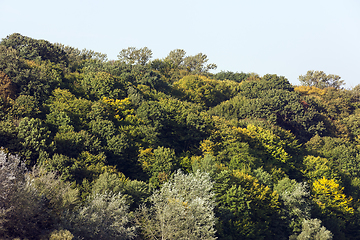 Image showing mixed forest