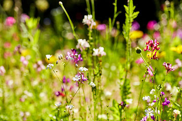 Image showing beautiful field flowers in summer garden