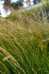 Image showing sunny summer field with grass or herbs