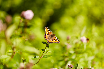 Image showing small tortoiseshell butterfly in summer garden