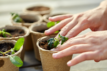 Image showing hands and seedlings in starter pots with soil