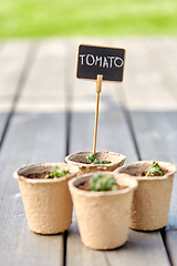 Image showing tomato seedlings in pots with name tags