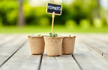 Image showing tomato seedlings in pots with name tags