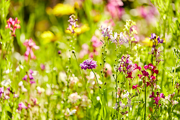 Image showing beautiful field flowers in summer garden