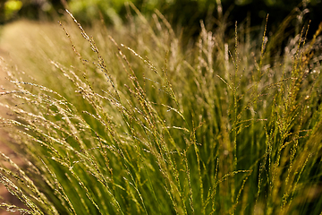 Image showing sunny summer field with grass or herbs