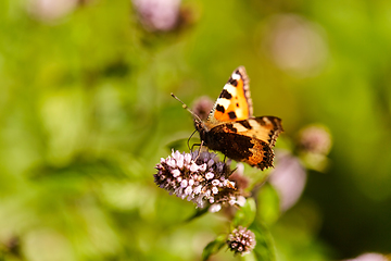 Image showing small tortoiseshell butterfly in summer garden