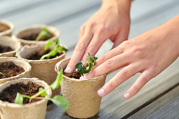 Image showing hands and seedlings in starter pots with soil