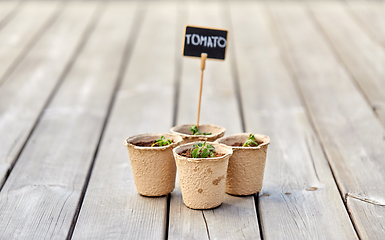 Image showing tomato seedlings in pots with name tags