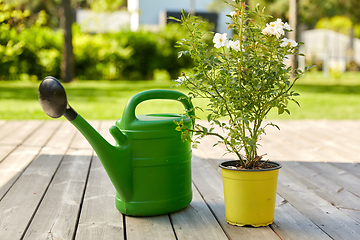 Image showing watering can and rose flower seedling in garden