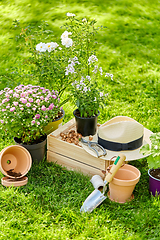 Image showing garden tools, wooden box and flowers at summer