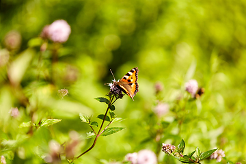 Image showing small tortoiseshell butterfly in summer garden