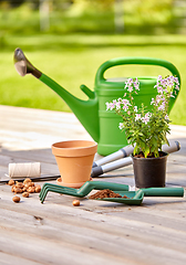 Image showing garden tools and flowers on wooden terrace