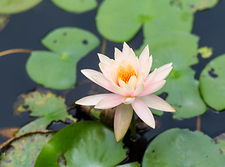 Image showing Waterlily