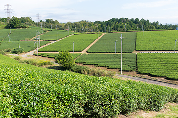 Image showing Beautiful fresh green tea farm