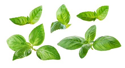 Image showing fresh green basil leaves